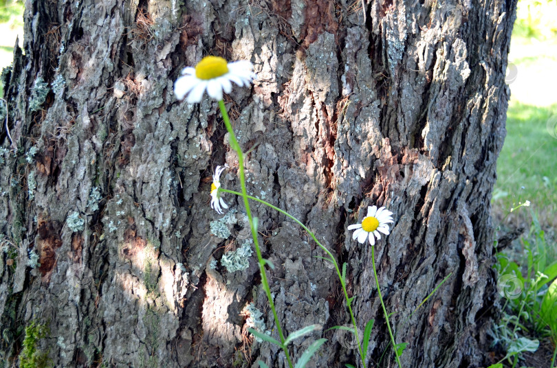 Скачать ромашки фотосток Ozero