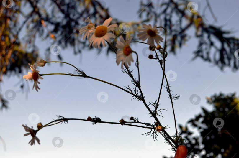 Скачать ромашки фотосток Ozero