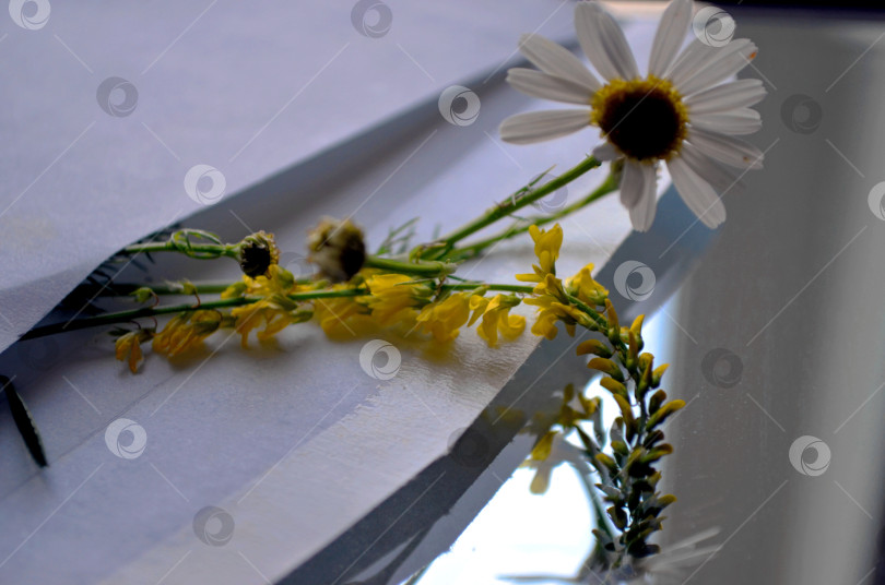 Скачать ромашки в конверте фотосток Ozero
