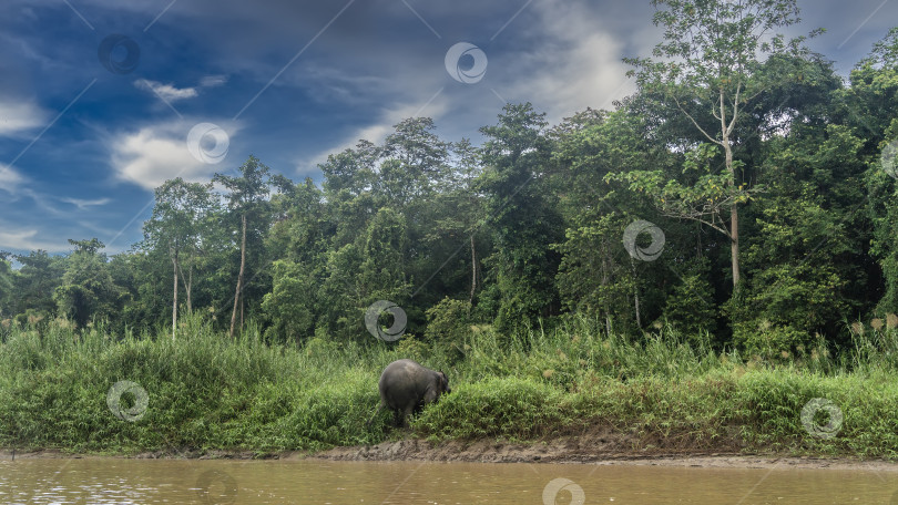 Скачать Карликовый слон стоит на берегу тропической реки в джунглях фотосток Ozero