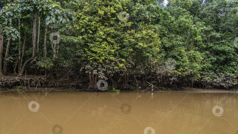 Скачать Заросли деревьев тропического леса на берегах тропической реки. фотосток Ozero
