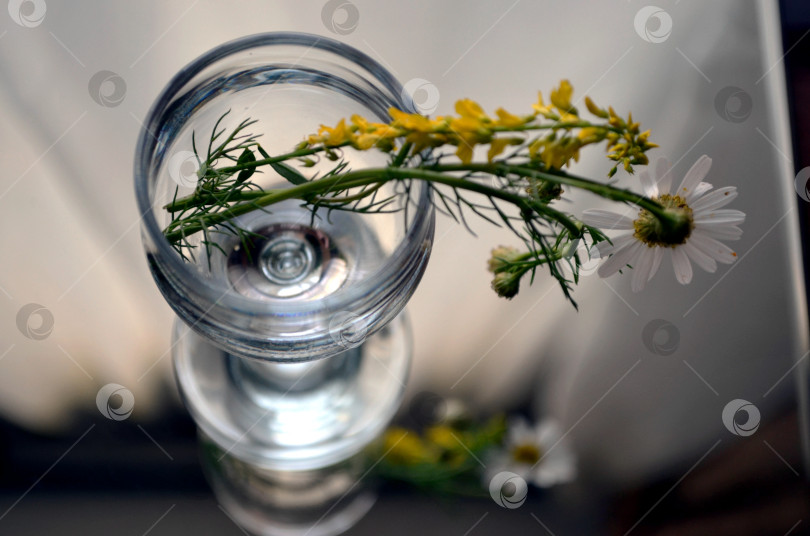 Скачать ромашки и бокал фотосток Ozero