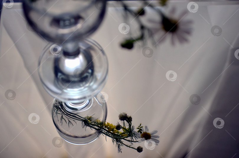 Скачать ромашки и бокал фотосток Ozero