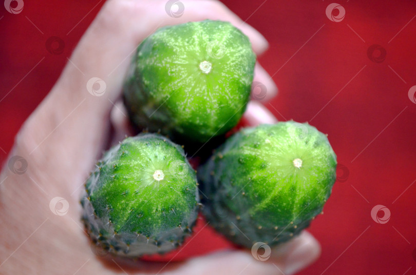 Скачать огурцы в руке фотосток Ozero