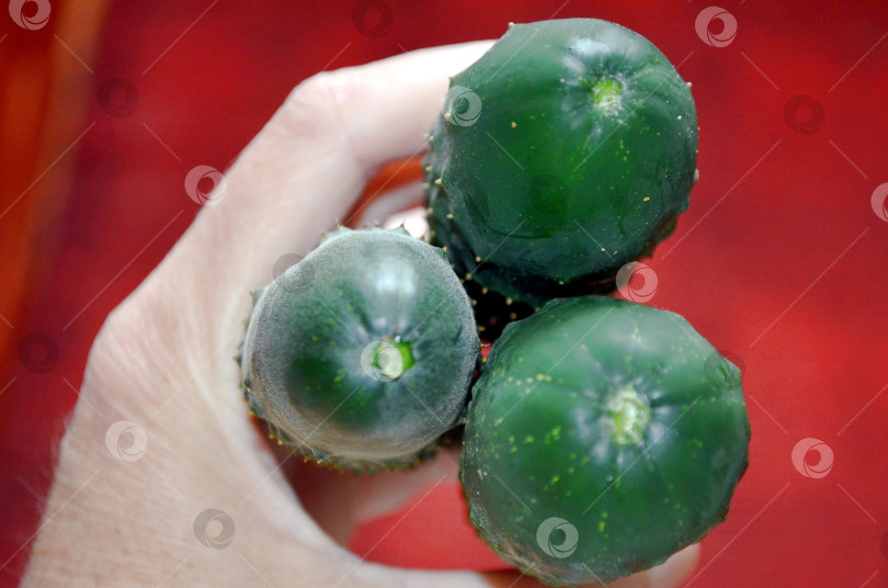 Скачать огурцы в руке фотосток Ozero