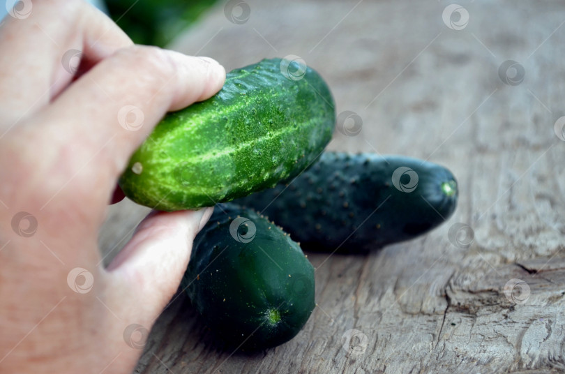 Скачать Огурцы в руке фотосток Ozero