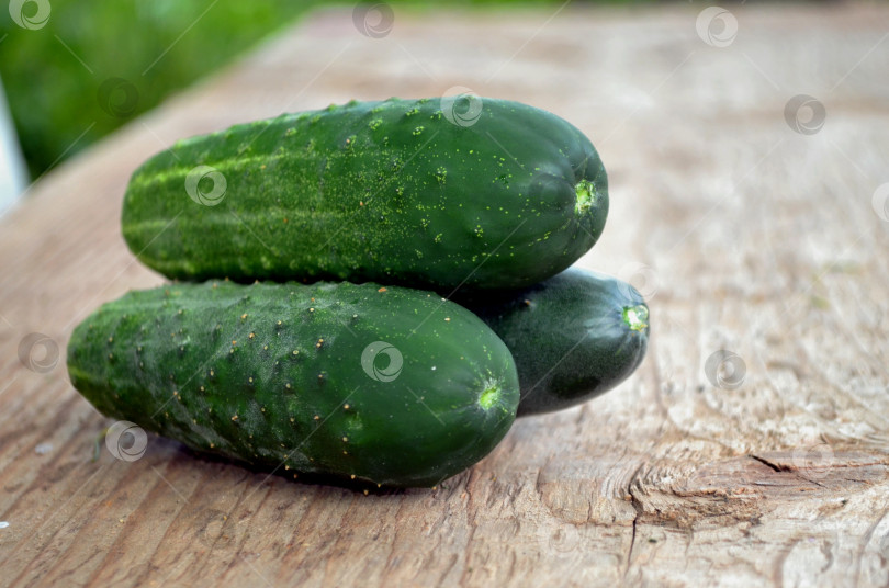 Скачать огурцы фотосток Ozero