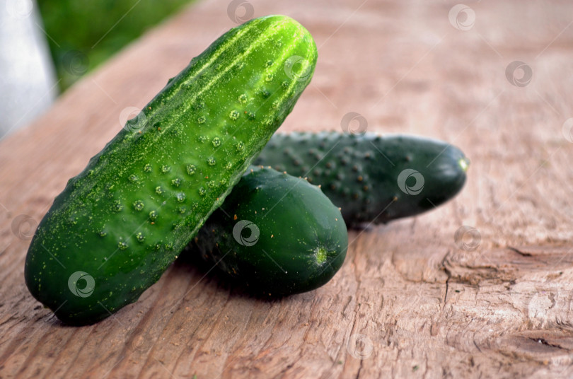 Скачать огурцы фотосток Ozero