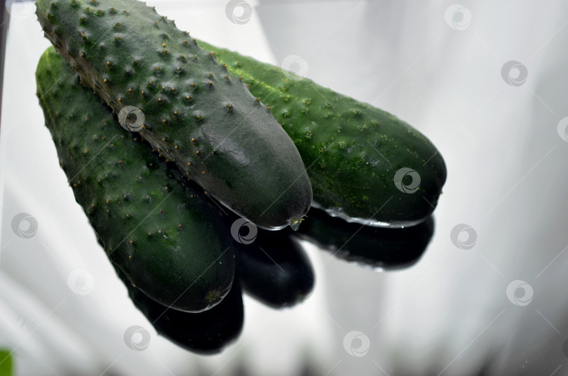 Скачать огурцы фотосток Ozero