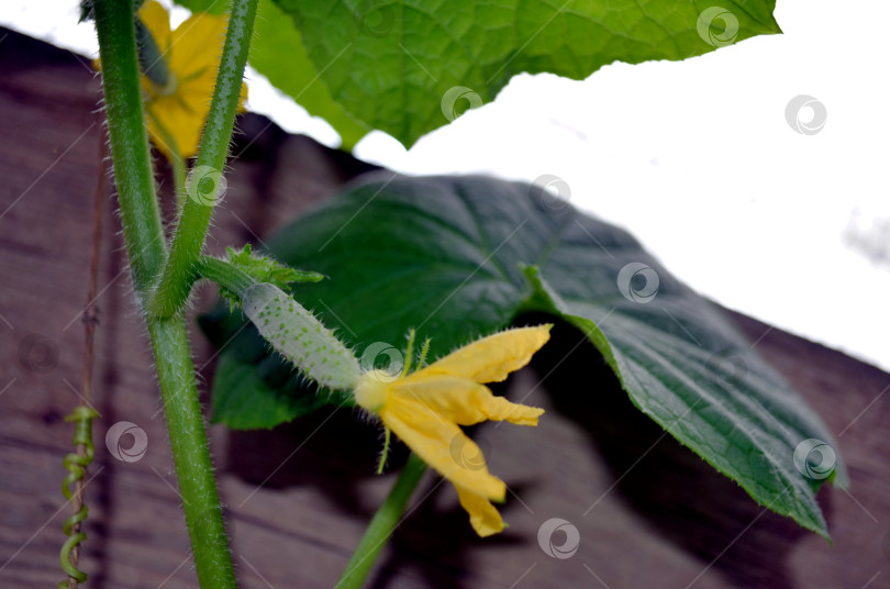 Скачать цветение огурца фотосток Ozero