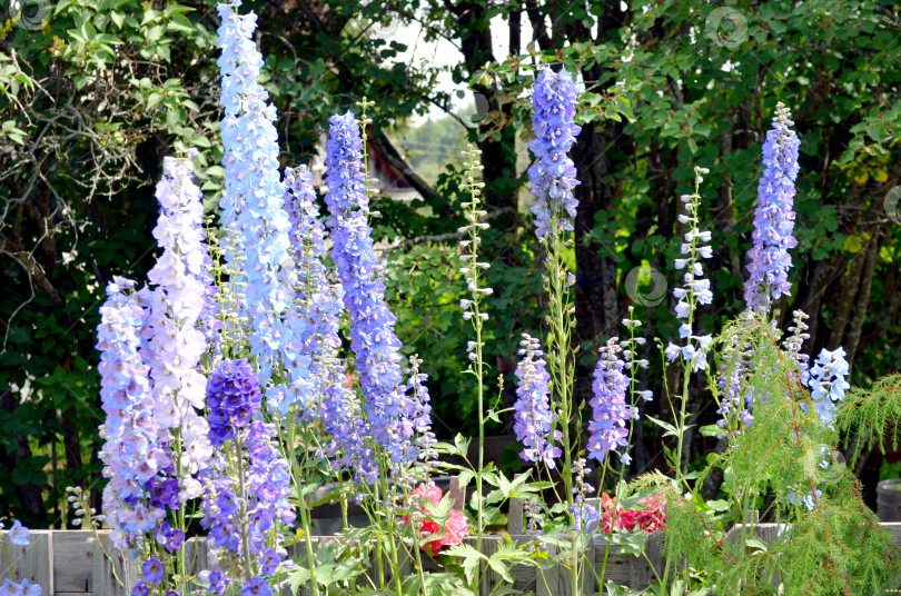 Скачать цветет дельфиниум фотосток Ozero