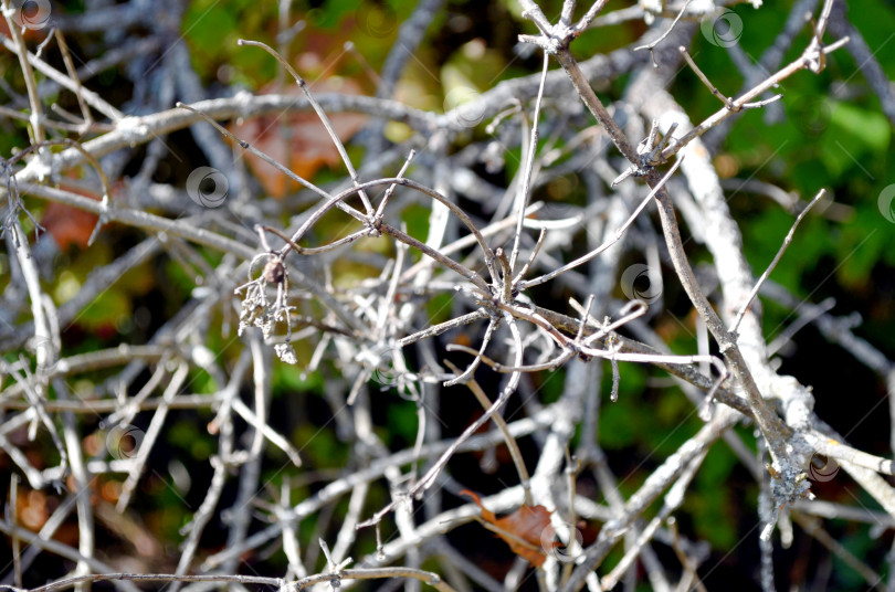 Скачать сухие ветки калины фотосток Ozero