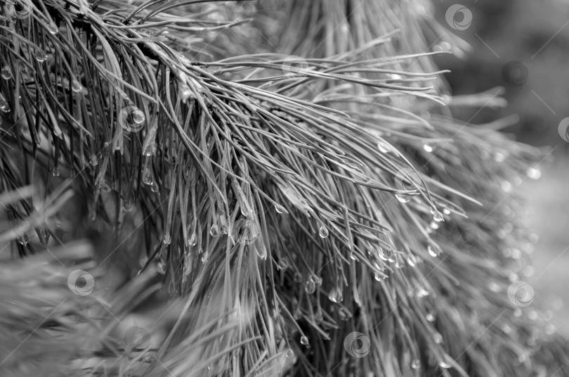 Скачать капли дождя на сосне ч\б фото фотосток Ozero
