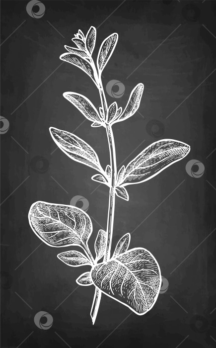 Скачать Набросок мелом с майораном фотосток Ozero