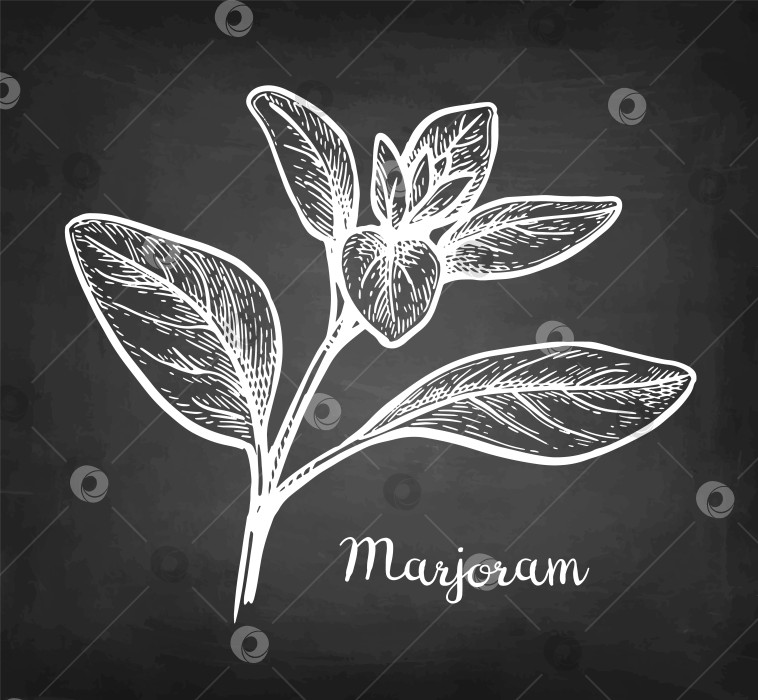 Скачать Набросок мелом с майораном фотосток Ozero