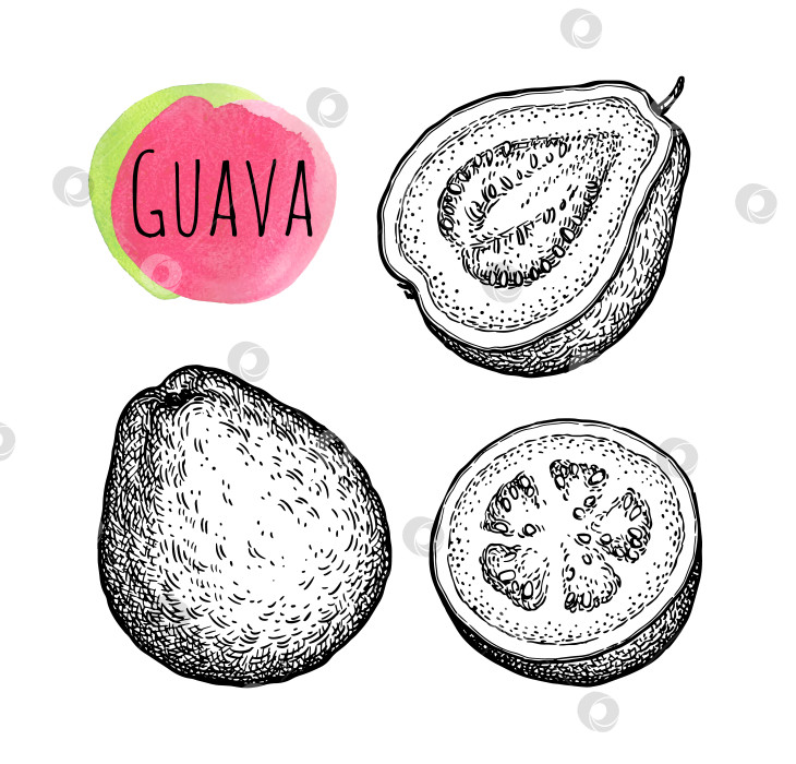 Скачать Набросок тушью из гуавы фотосток Ozero