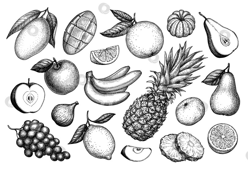 Скачать Большой набор фруктов для наброска тушью. фотосток Ozero