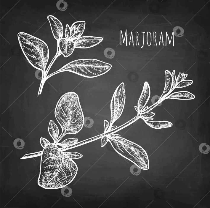 Скачать Набросок мелом с майораном фотосток Ozero