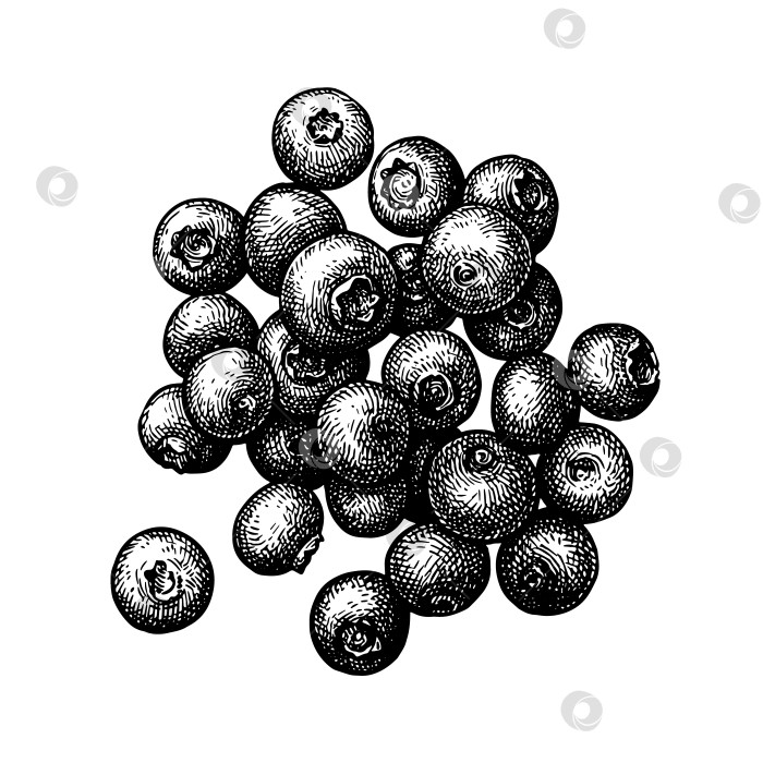 Скачать Набросок тушью из горсти черники. фотосток Ozero