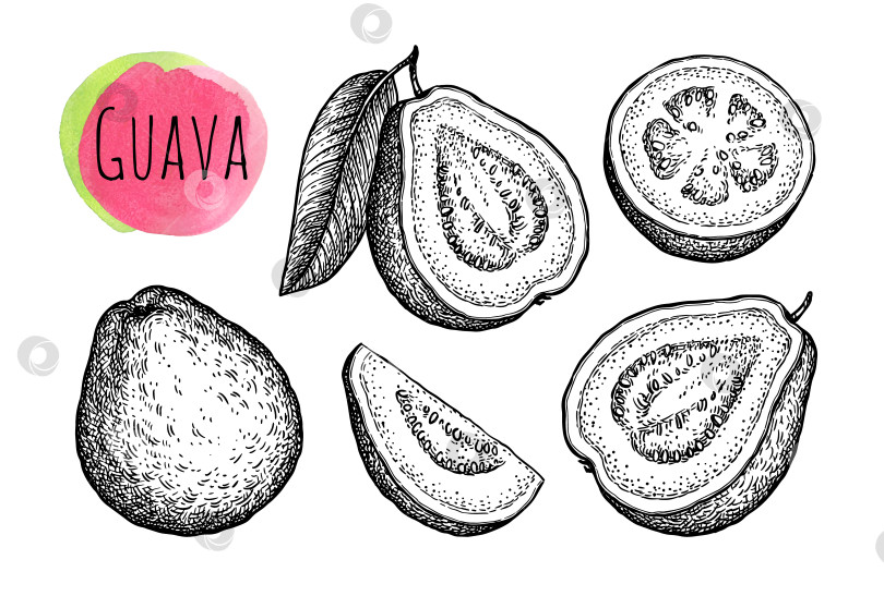 Скачать Набросок тушью из гуавы фотосток Ozero