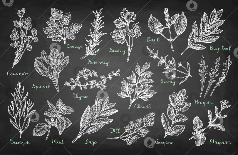 Скачать Коллекция набросков трав мелом фотосток Ozero