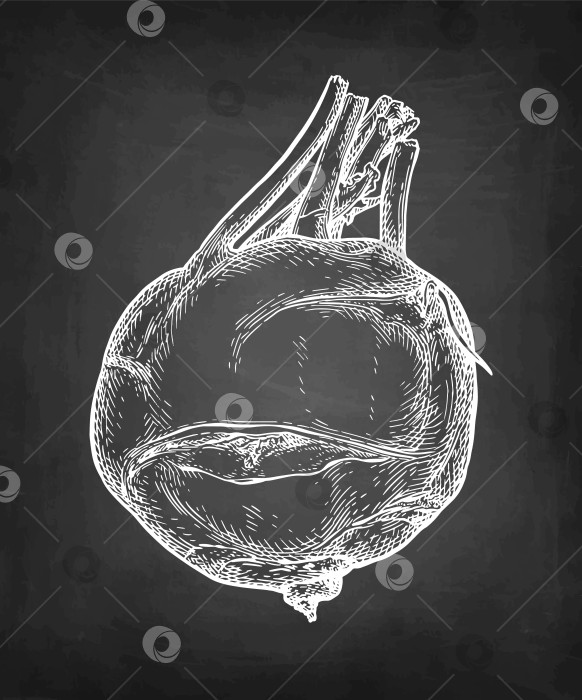 Скачать Набросок кольраби мелом фотосток Ozero