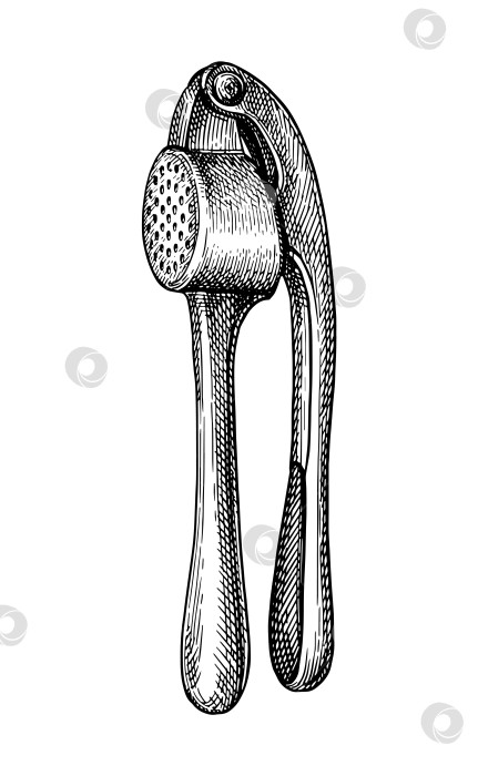 Скачать Эскиз тушью от чесночного пресса фотосток Ozero