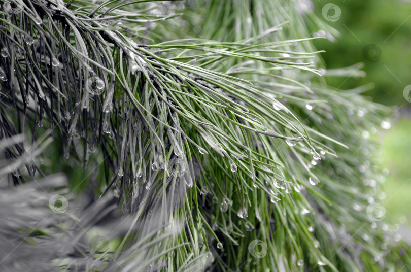 Скачать капли дождя на сосне фотосток Ozero