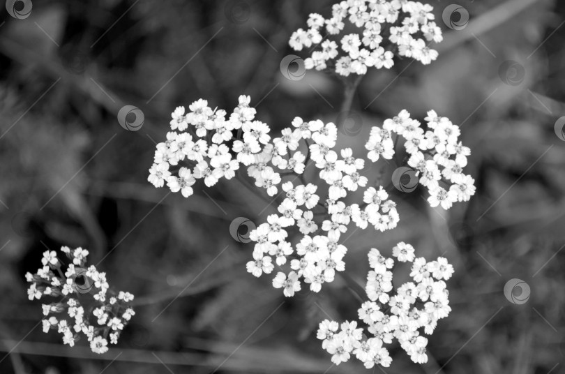Скачать соцветие тысячелистника крупным планом. ч\б фото фотосток Ozero