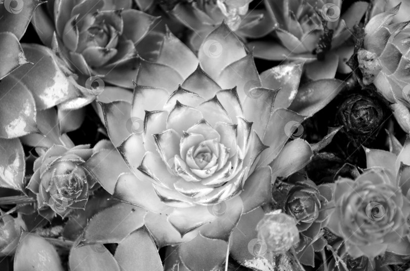 Скачать молодило в цветнике фотосток Ozero