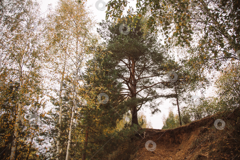 Скачать Живописные осенние пейзажи с яркими красками и видом на сельскую местность. фотосток Ozero