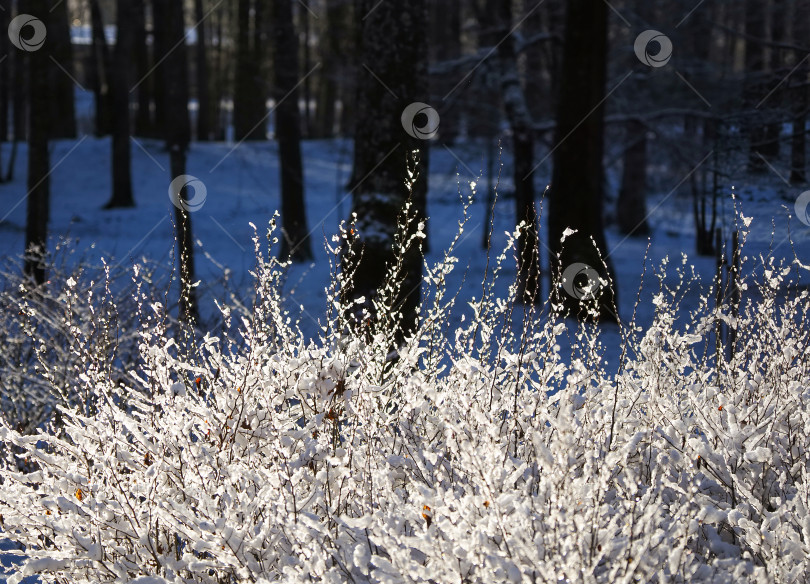 Скачать Сверкающий белый снег на кустах на фоне темного леса. фотосток Ozero