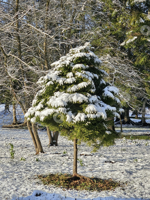 Скачать Величественная белая ель, покрытая снегом фотосток Ozero