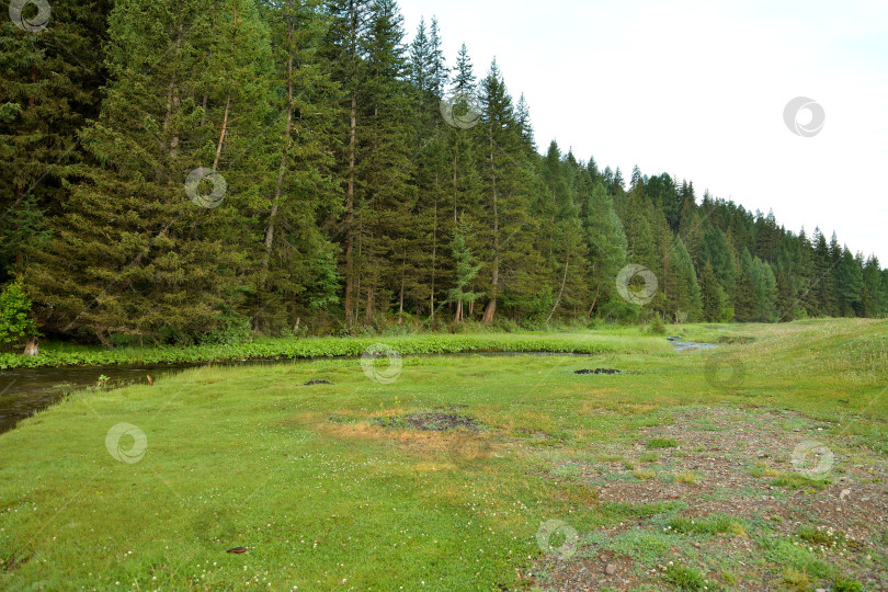 Скачать Широкая поляна с низкой травой, узкое русло горной реки и густой хвойный лес пасмурным летним утром. фотосток Ozero