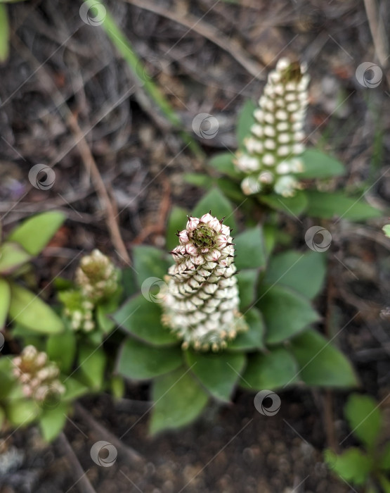 Скачать Вид сверху цветущего скального суккулента фотосток Ozero