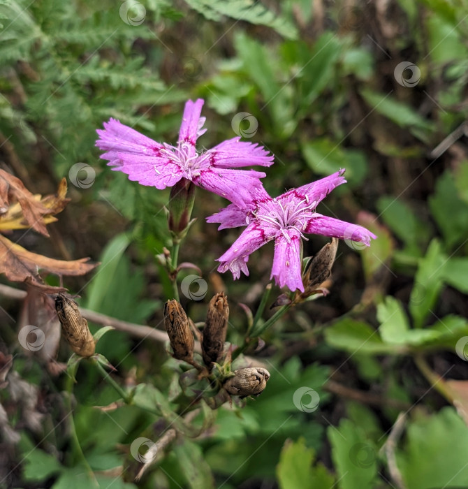 Скачать Маленькие гвозди на одной из зеленых полос фотосток Ozero