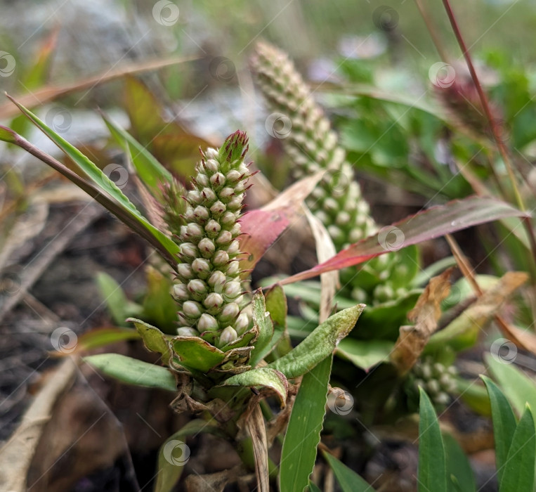 Скачать Суккуленты и другие скальные растения осенью фотосток Ozero