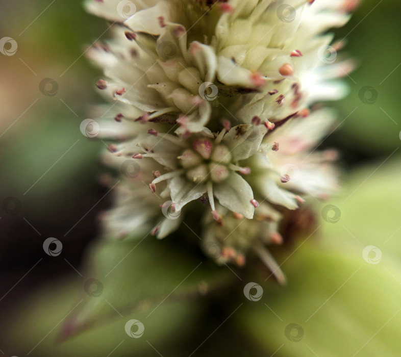 Скачать Макрофотография соцветия суккулента фотосток Ozero