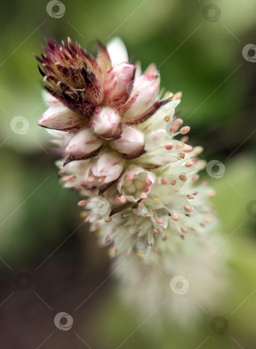 Скачать Макрофотография соцветия горноколосника Максимовича фотосток Ozero