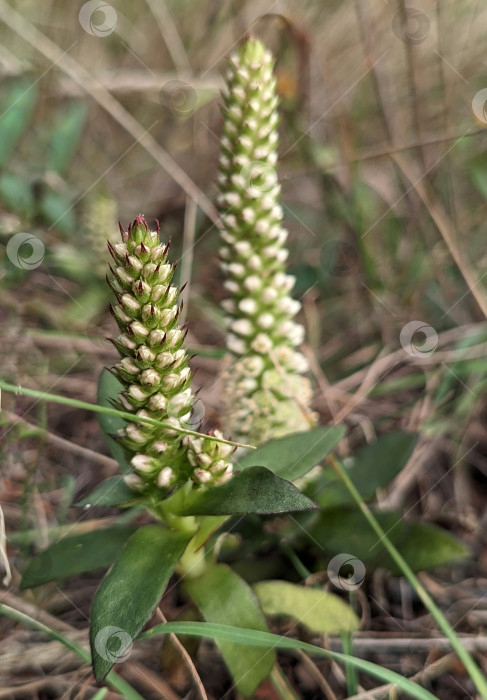 Скачать Бело-зеленые соцветия горноколосника Максимовича на скале осенью фотосток Ozero