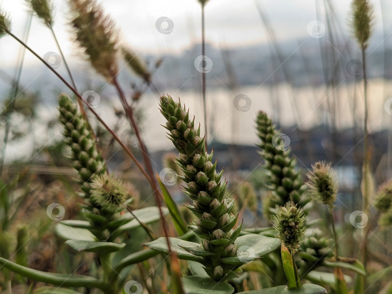 Скачать Цветущие суккуленты на размытом фоне морского пейзажа фотосток Ozero