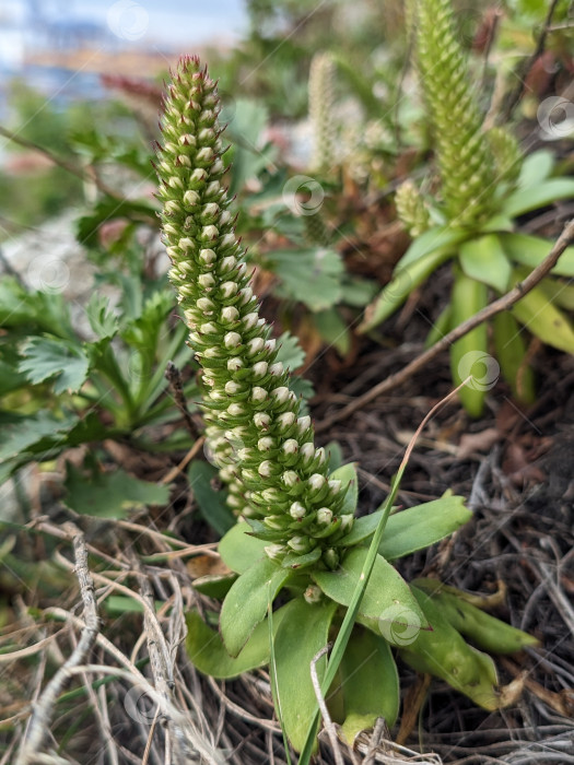 Скачать Бело-зеленые соцветия горноколосника Максимовича на скале осенью фотосток Ozero