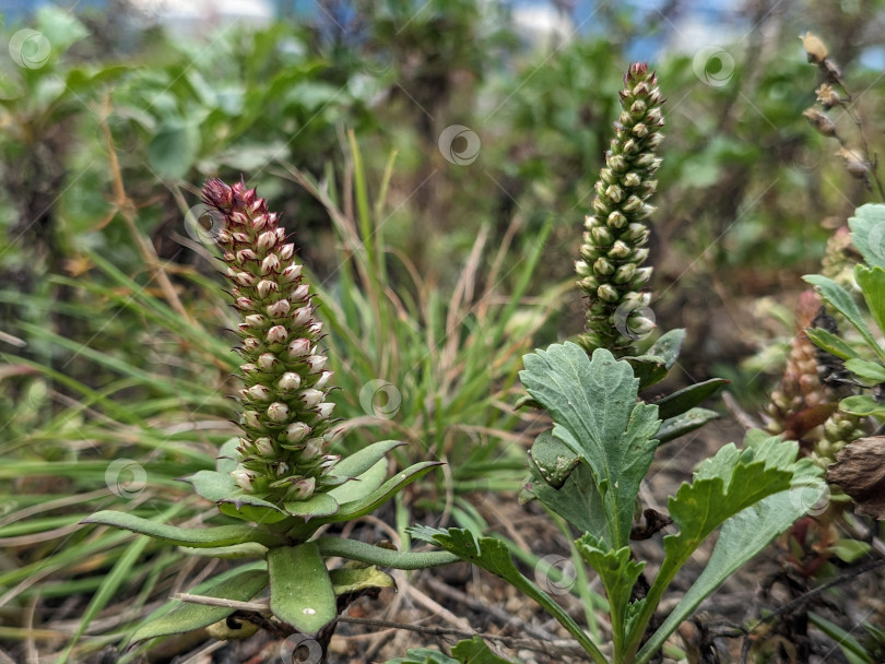 Скачать Соцветия горноколосника Максимовича на скале осенью фотосток Ozero