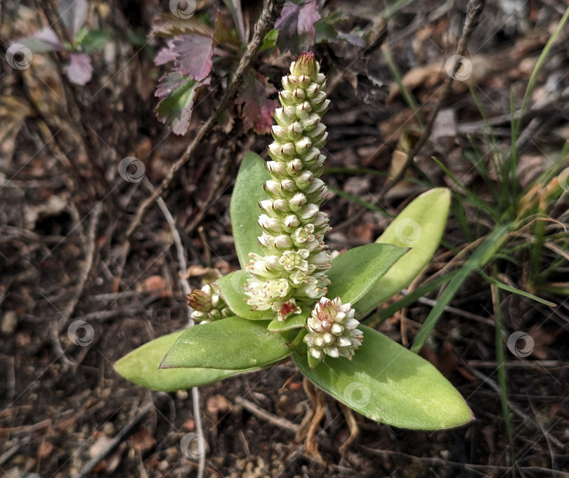 Скачать Цветущий суккулент в дикой природе фотосток Ozero