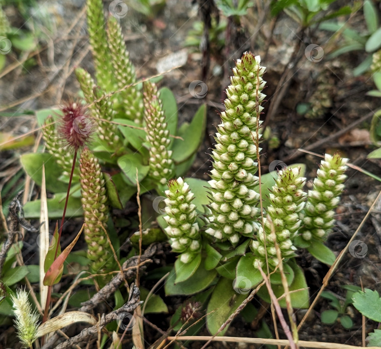 Скачать Соцветия горноколосника Максимовича на скале осенью фотосток Ozero