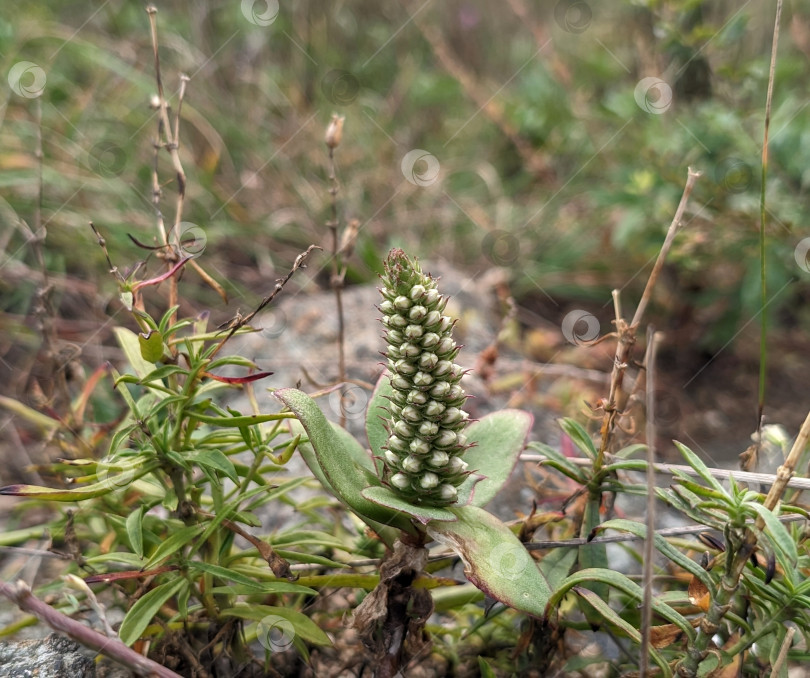 Скачать Маленькие суккуленты и другие растения на скале фотосток Ozero