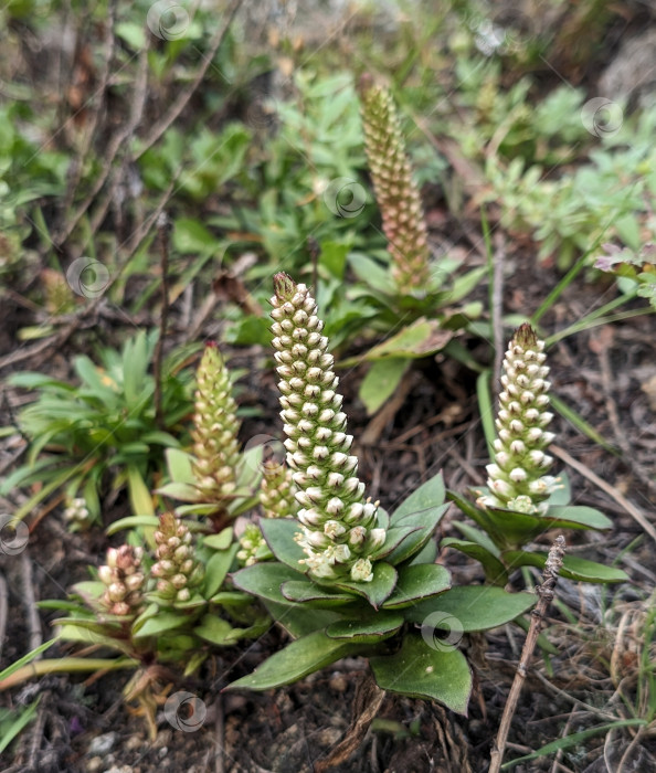 Скачать Суккуленты и другие скальные растения осенью фотосток Ozero