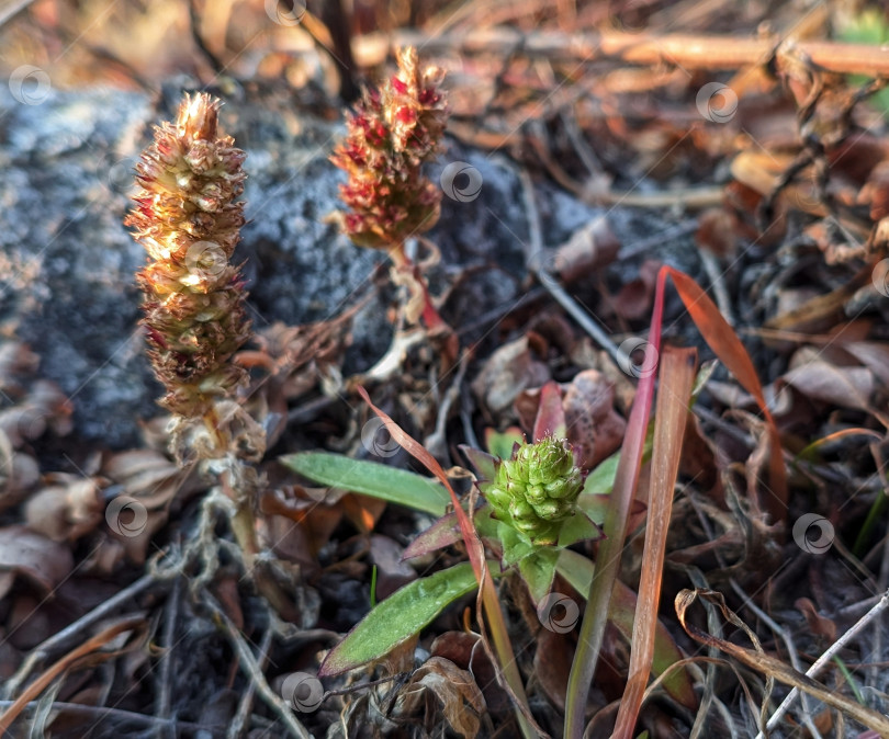 Скачать Суккуленты и другие скальные растения осенью фотосток Ozero
