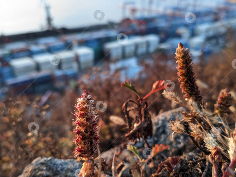 Скачать Суккуленты на скале на фоне морского порта осенью фотосток Ozero