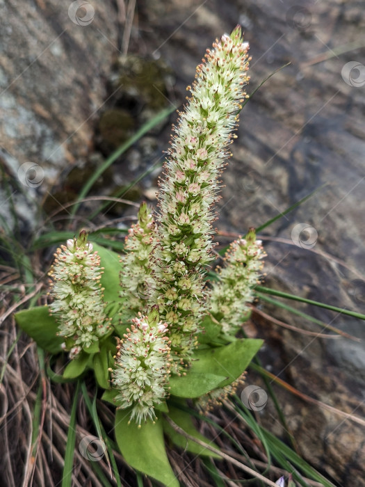 Скачать Цветущий суккулент на фоне скалы фотосток Ozero